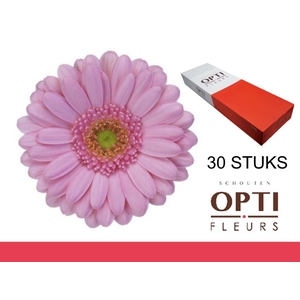 GE MI KIMSEY-Doosx30