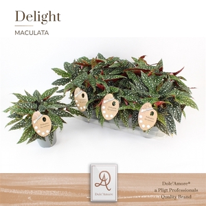 Maculata Spotlight Green P14 Dolc'Amore® Etiket