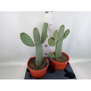 Opuntia