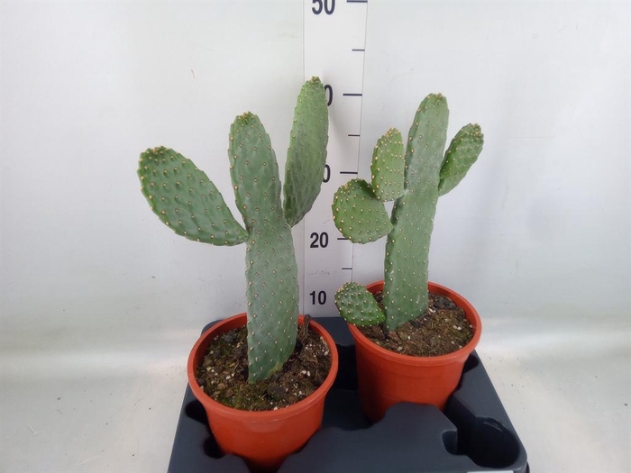<h4>Opuntia</h4>
