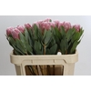 Protea Penny Pink