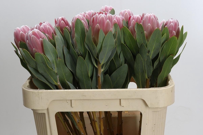 Protea Penny Pink