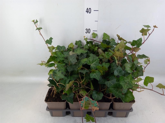 <h4>Hedera hibernica</h4>