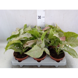 Syngonium   ...