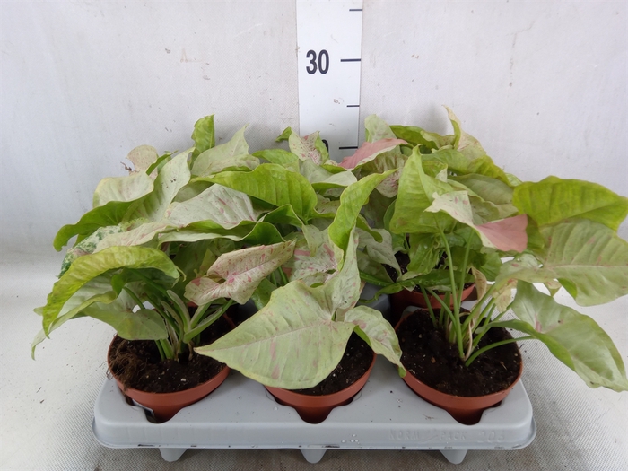 <h4>Syngonium   ...</h4>