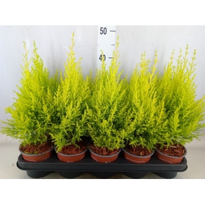 Cupressus macro. 'Goldcrest Wilma'