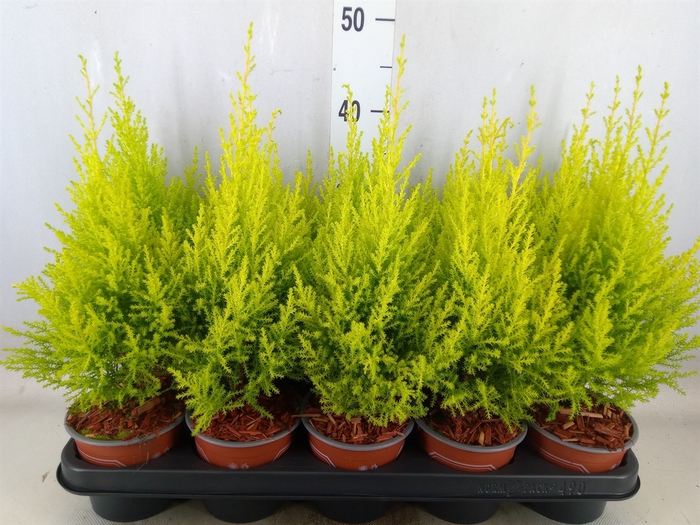 <h4>Cupressus macro. 'Goldcrest Wilma'</h4>