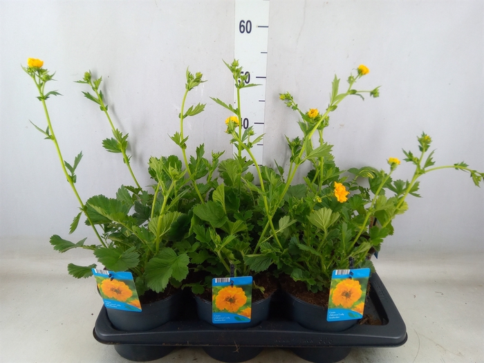 <h4>Geum chiloense 'Lady Stratheden'</h4>