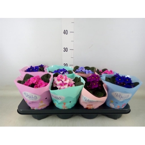 Saintpaulia   ...mix