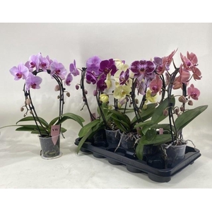 PHAL GEM