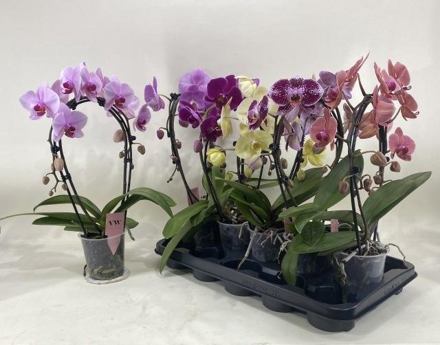 <h4>PHAL GEM</h4>