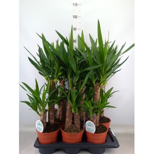 Yucca   ...