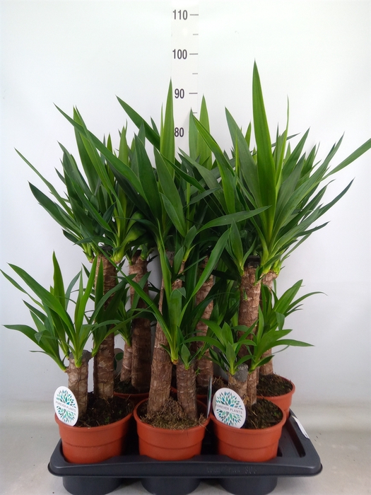 <h4>Yucca   ...</h4>