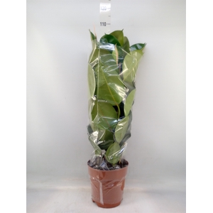 Ficus elastica 'Robusta'