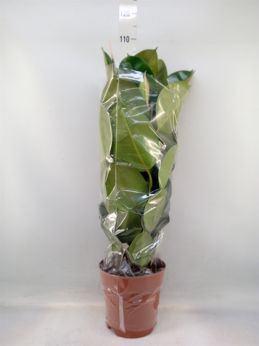 <h4>Ficus elastica 'Robusta'</h4>