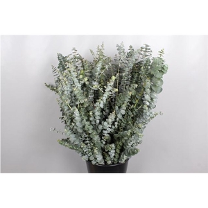 EUC. BABY BLUE 50 CM ZA