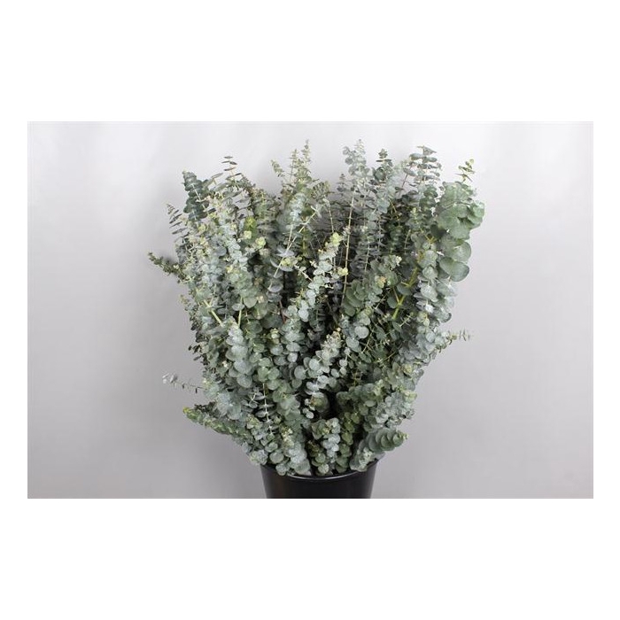 <h4>EUC. BABY BLUE 200GR</h4>