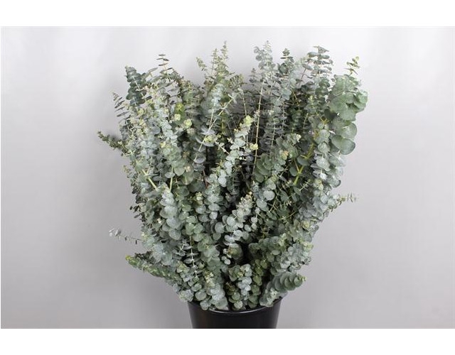 <h4>EUCA BABY BLUE</h4>