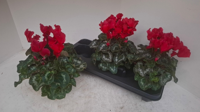 <h4>CYCL GR HAL CURLY</h4>