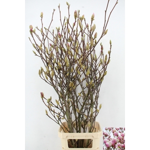 MAGNOLIA GRANDIFLORA X7