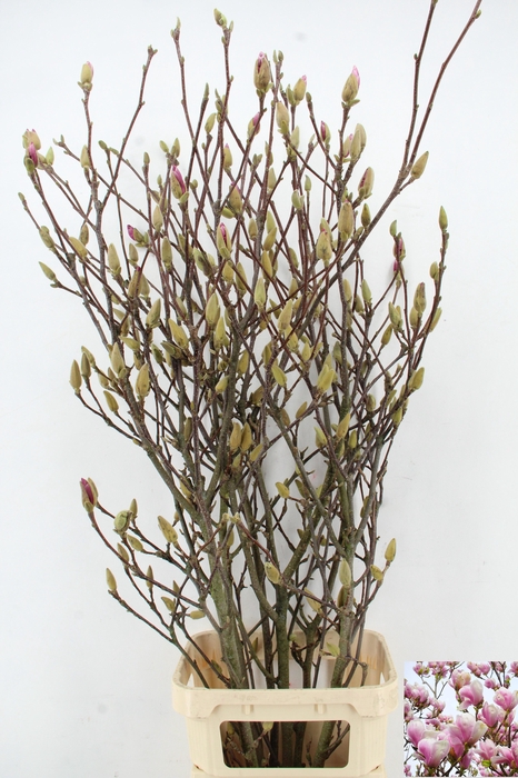 MAGNOLIA GRANDIFLORA X7