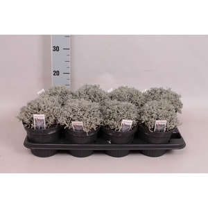 Kruiden I Santolina chamaecyparissus (Heiligenbloem)