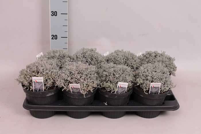 <h4>Kruiden I Santolina chamaecyparissus (Heiligenbloem)</h4>