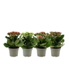 Kalanchoë 12 cm 4 color mix without sleeve