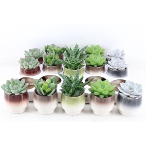 arr3 OV - Ker. Capri x15