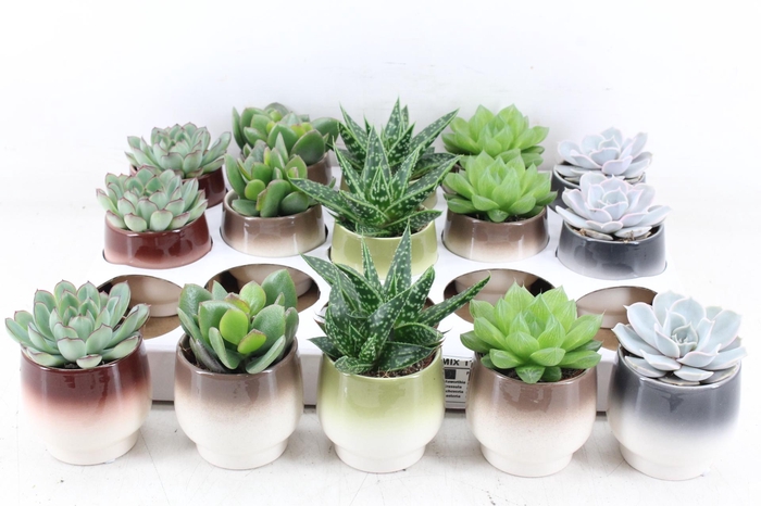 <h4>arr3 OV - Ker. Capri x15</h4>