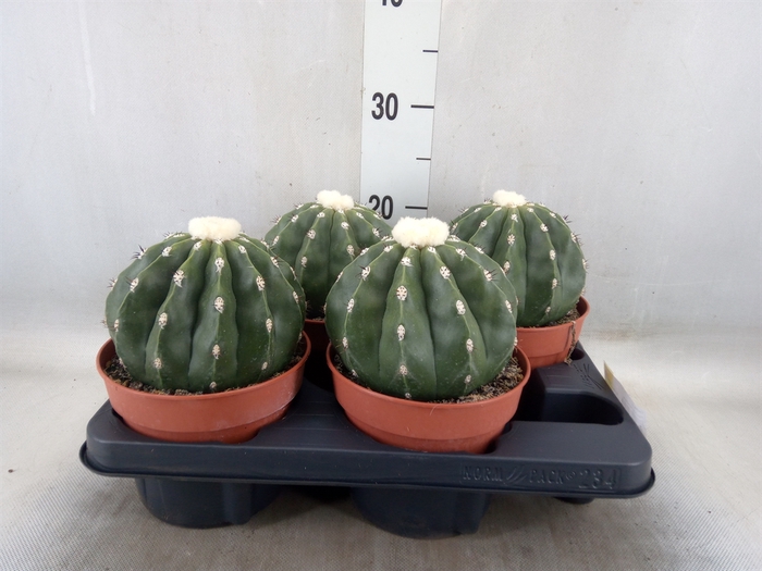 <h4>Cactus   ...</h4>