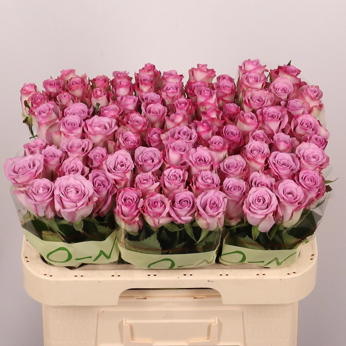 <h4>R GR THRILLER</h4>