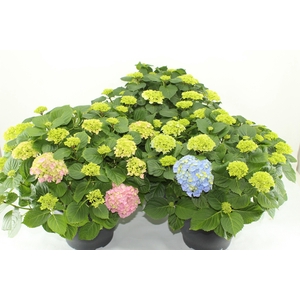 Hydrangea gemengd 32 cm (mix van rood en blauw)