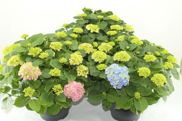 <h4>Hydrangea gemengd 32 cm (mix van rood en blauw)</h4>