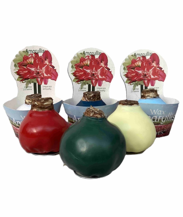 HIPPEASTRUM-HYBRID P14