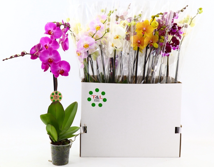 <h4>PHAL GEM 7 KL</h4>