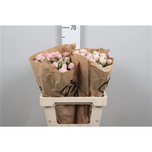 R Tr Angel Bombastic