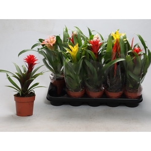 BROMELIA GEM