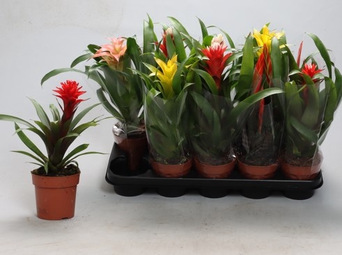 <h4>BROMELIA GEM</h4>
