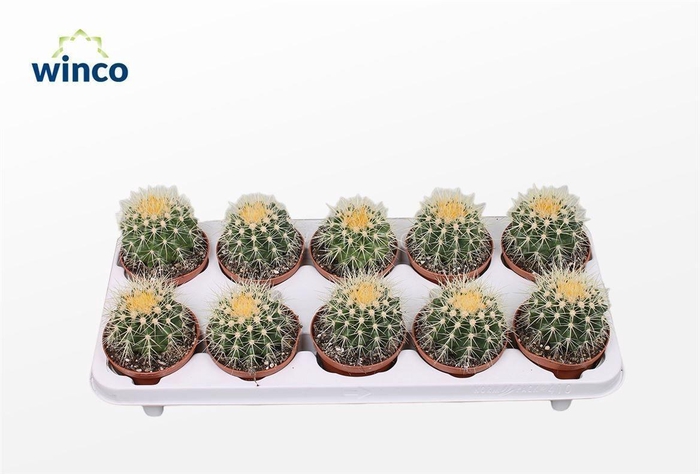 <h4>ECHINOC GRUSONII</h4>