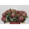 Banksia Coccinea