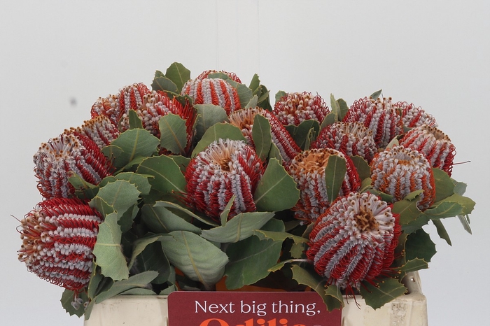 <h4>Banksia Coccinea</h4>