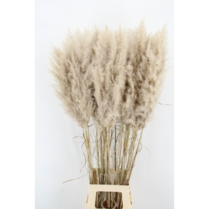 DF Pampas 115cm Hollands