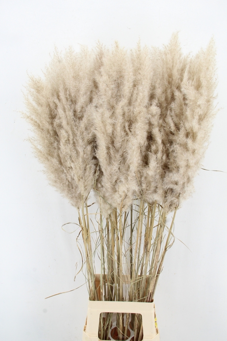 <h4>DF Pampas 115cm Hollands</h4>