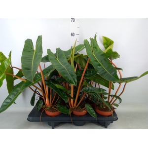 Philodendron billietiae