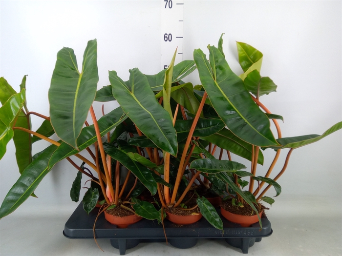 Philodendron billietiae