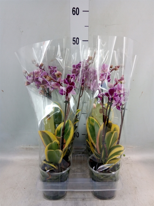 <h4>Phalaenopsis multi. 'Hornglin Vick'</h4>