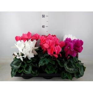 Cyclamen GR 'Mammoth'