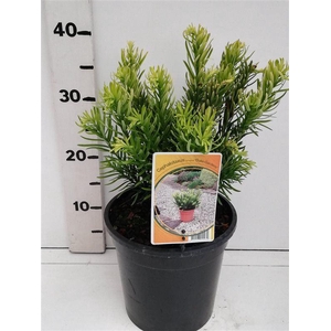 Cephalotaxus harringtonii