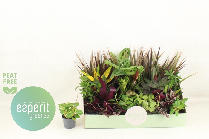 <h4>KAMERPL GEM OV</h4>